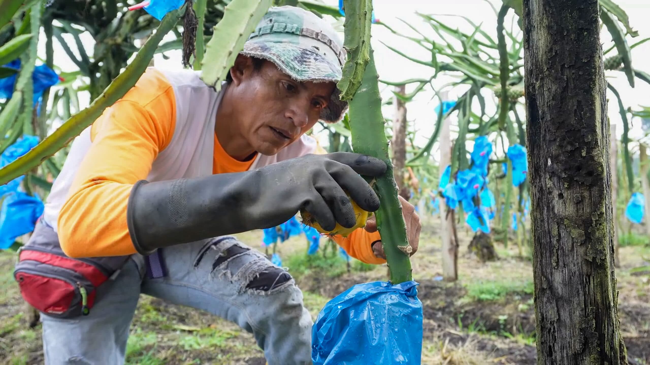 Finca de pitahaya 5