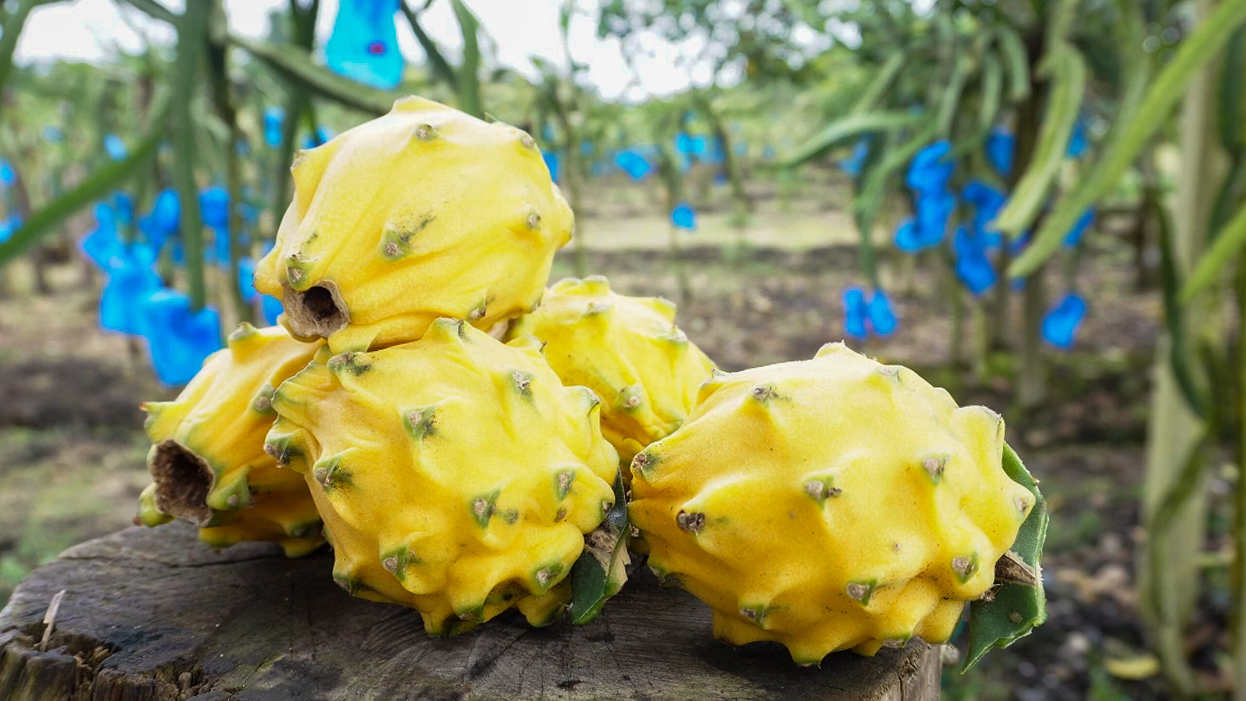Fruta en campo 1