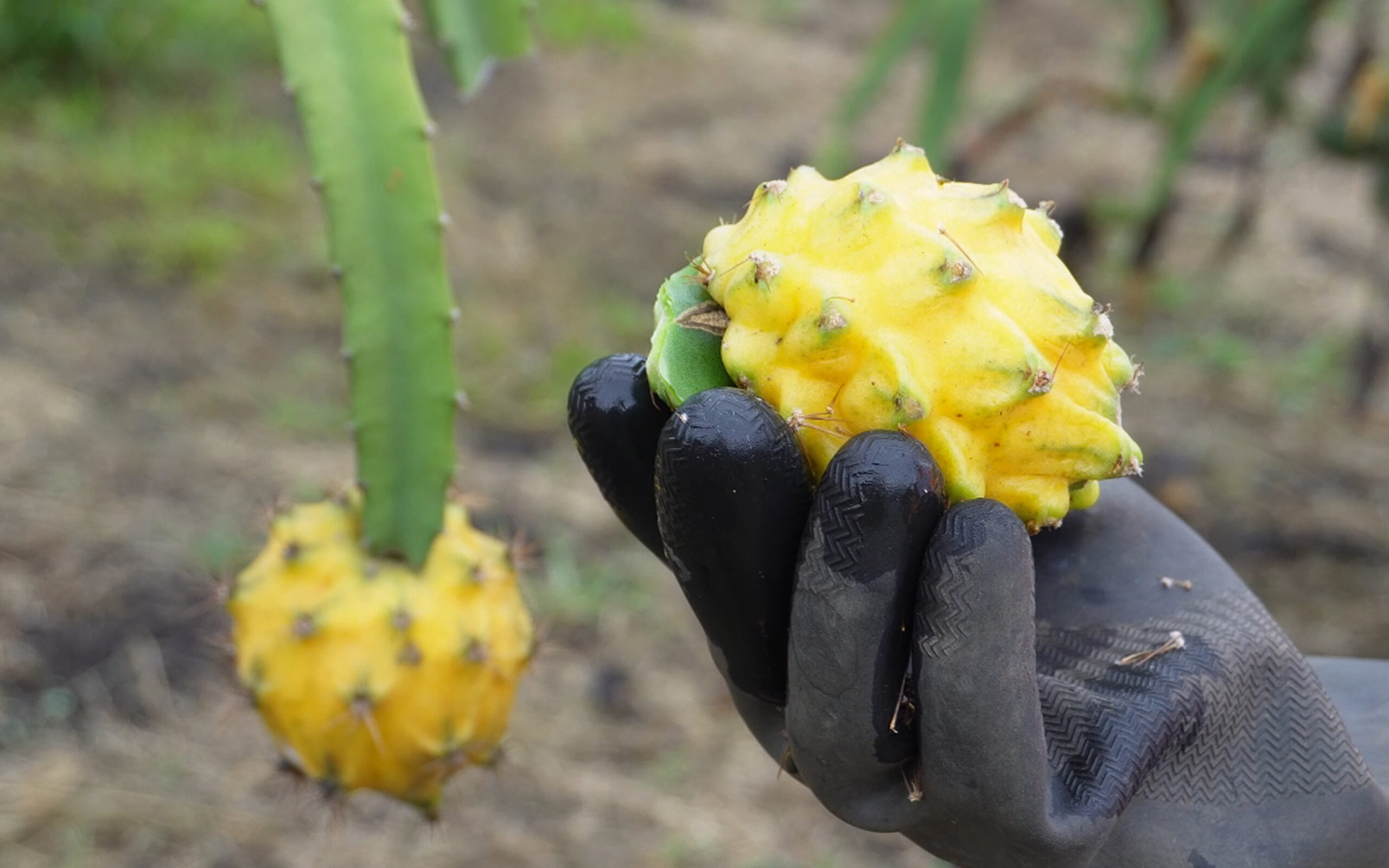Fruta en campo