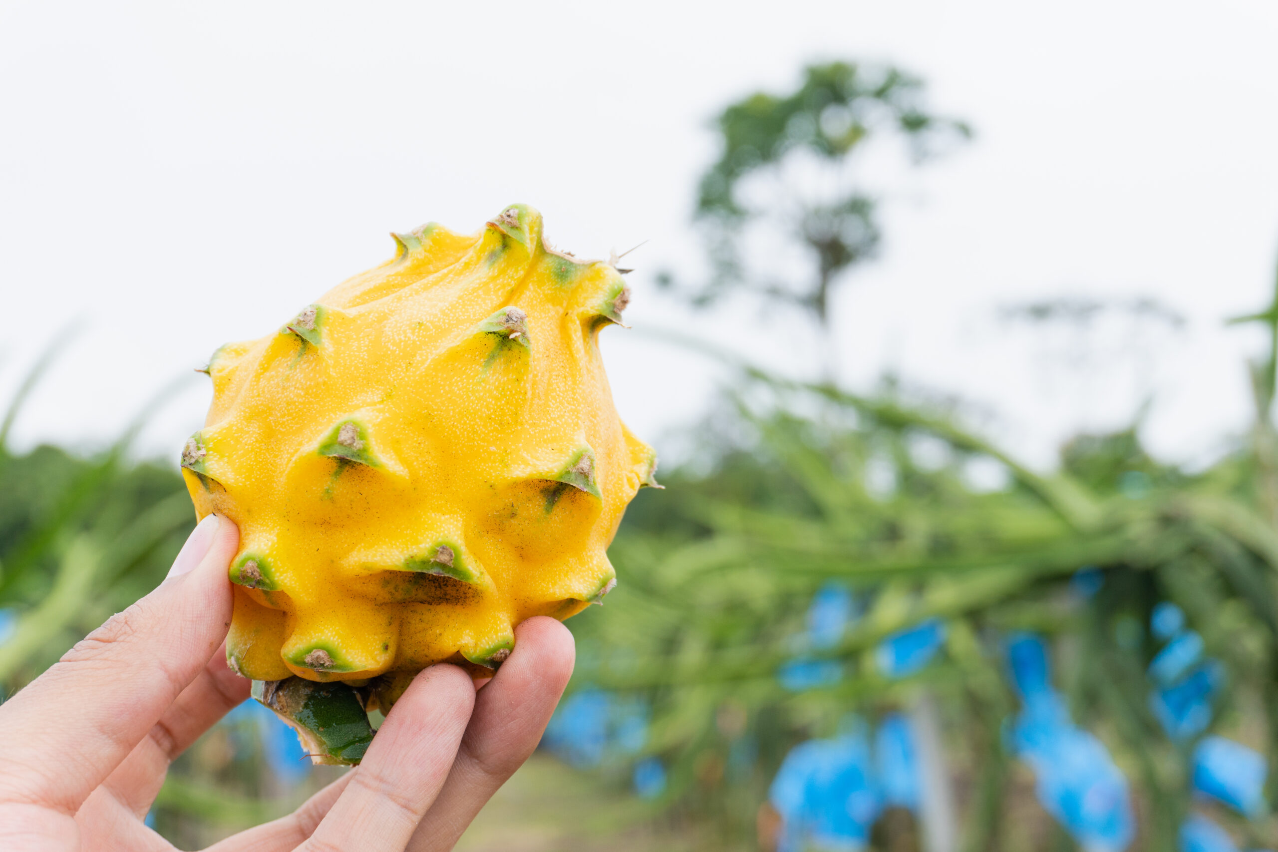 Fruta en campo 3